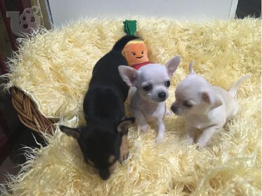 Ο Μιλ είχε τα πιο εκπληκτικά chihuahuas της φυλής κουτάβια...
